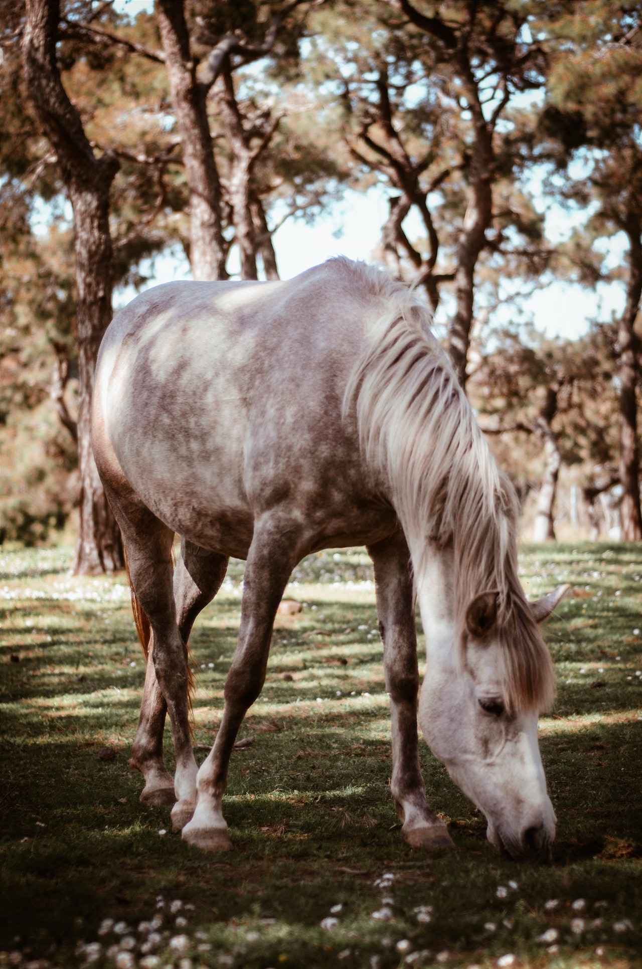 Horses Make Facial Expressions Just Like Humans